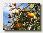 Persimmons grow like crazy. This variety is the one you can eat while still firm. (The other kind will ducttape your mouth if you try to eat it before it's ripe to mushy). IMG_6026